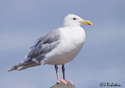 Larus glaucescens